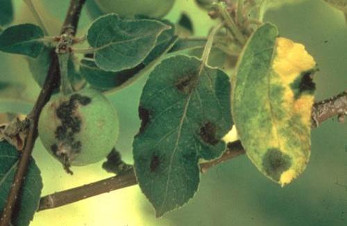 Apple scab