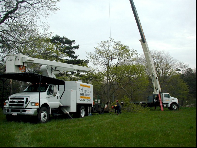 Arbor Day Tree Pruning