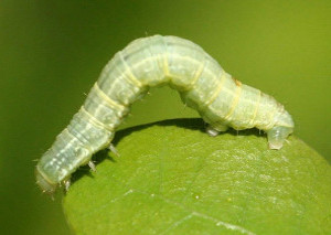 Winter Moth Caterpillars