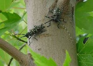 Asian Longhorned Beetle | Tree Spraying