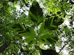 Beech Tree Leaf Disease