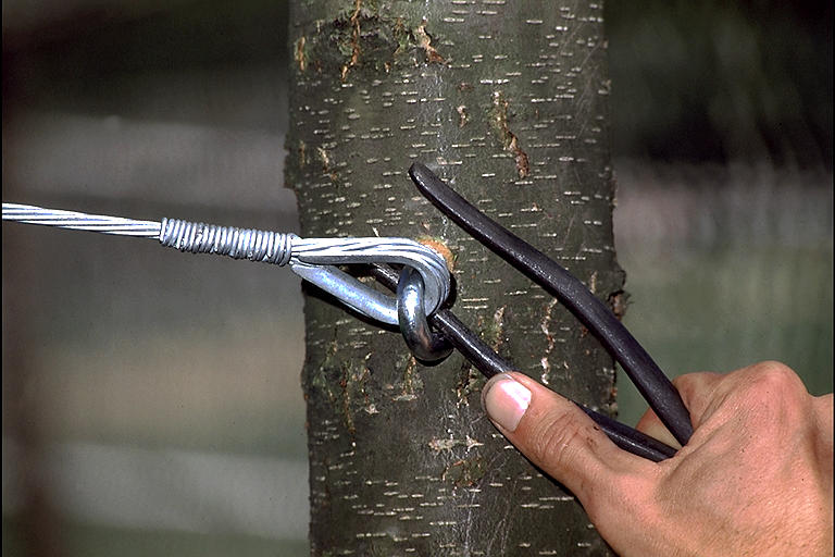 Tree Cabling & Bracing