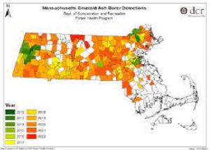 Emerald Ash Borer