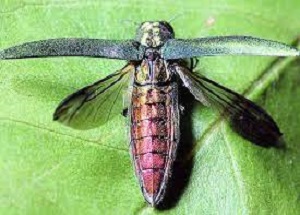 Emerald Ash Borer