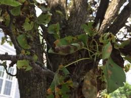 Pear Tree Fungus | Melrose MA