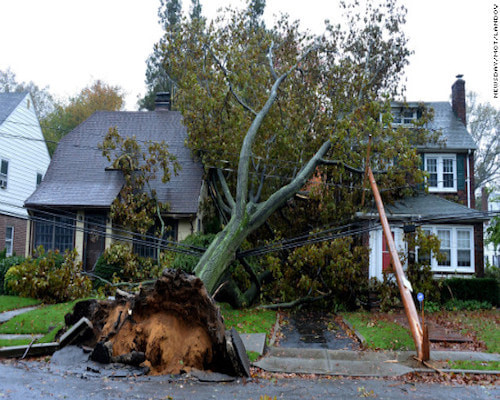 Storm Damaged Tree