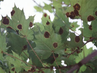 Arbor Care Plant Health Care | Melrose MA