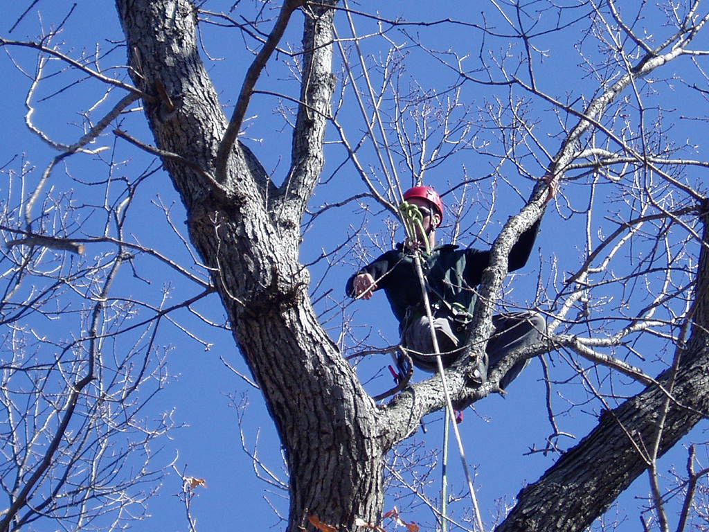 Tree Climbing Jobs | Employment | Tree Climber Jobs | Tree Care Jobs