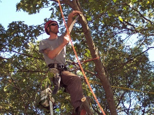 Arbor Care Tree Climbing