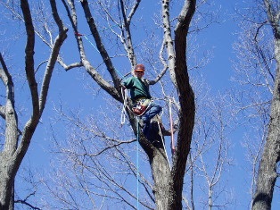 Arbor Care Tree Trimming