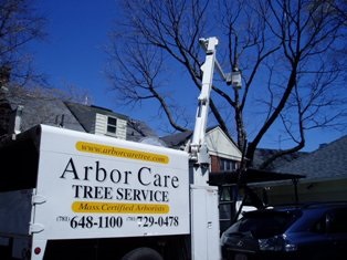 Arbor Care Tree Pruning