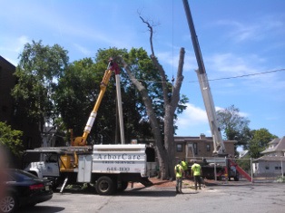 Arbor Care Tree Removal | Melrose MA