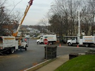 Arbor Care General Tree Work | Melrose MA